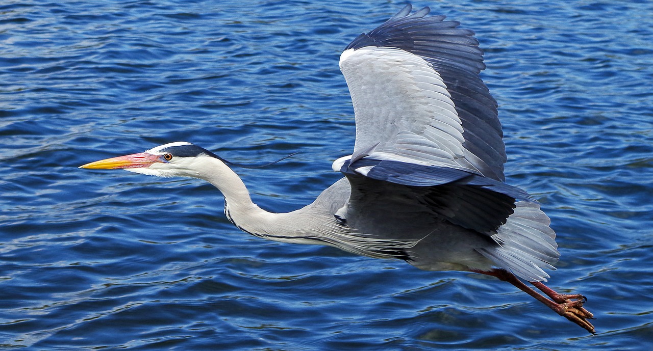 Image - grey heron bird graceful large