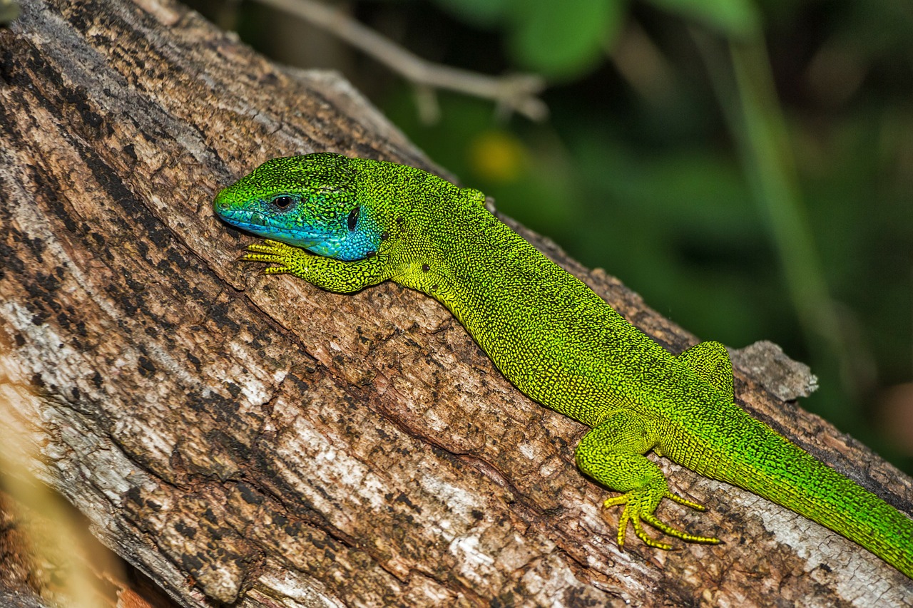 Image - lizard green lizard reptile green