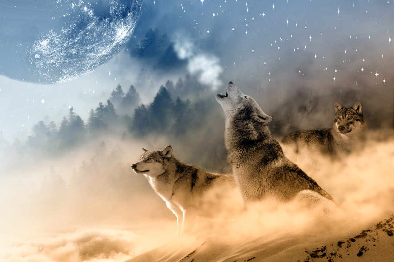 Image - wolves wolf howling moon stars