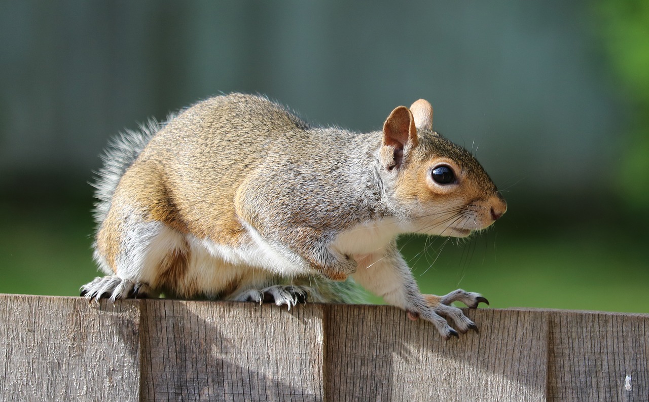 Image - squirrel grey brown fur cute