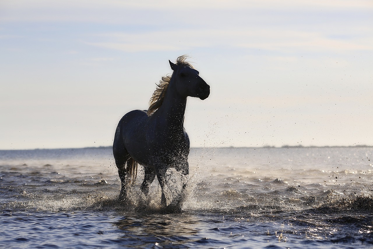 Image - horse gallop horses standard