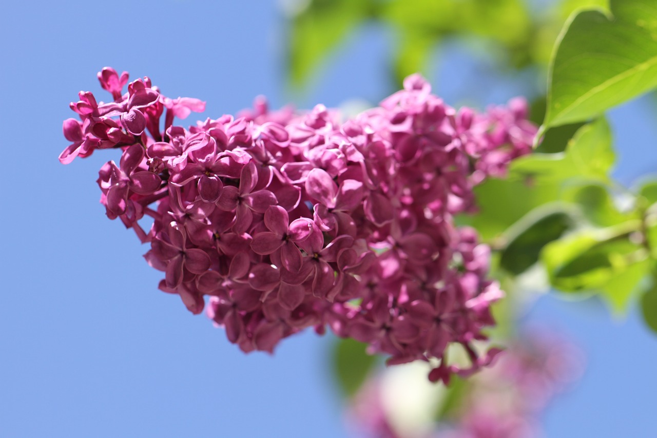 Image - lilac ornamental shrub flowers