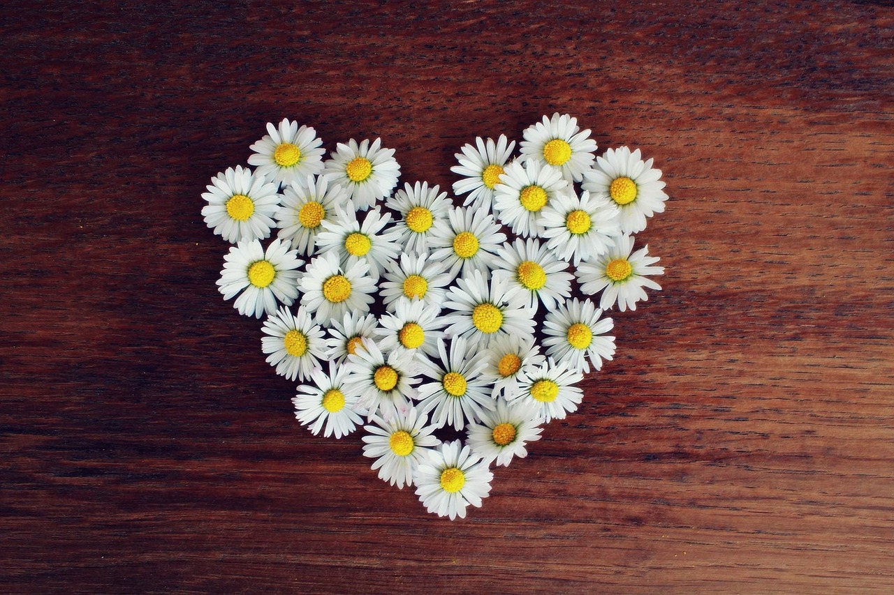 Image - daisy heart daisy heart love