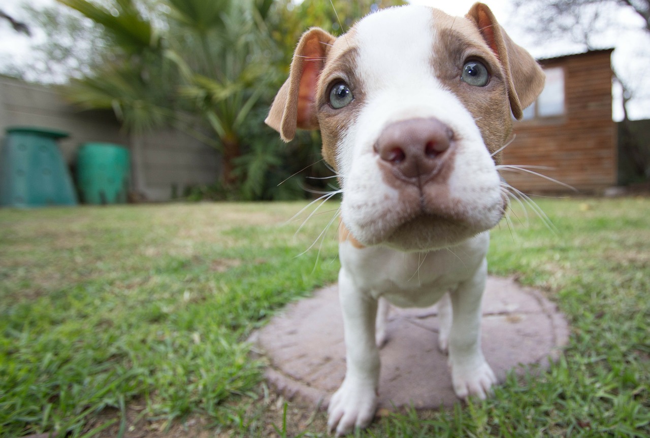 Image - puppy pitbull dog wide angle