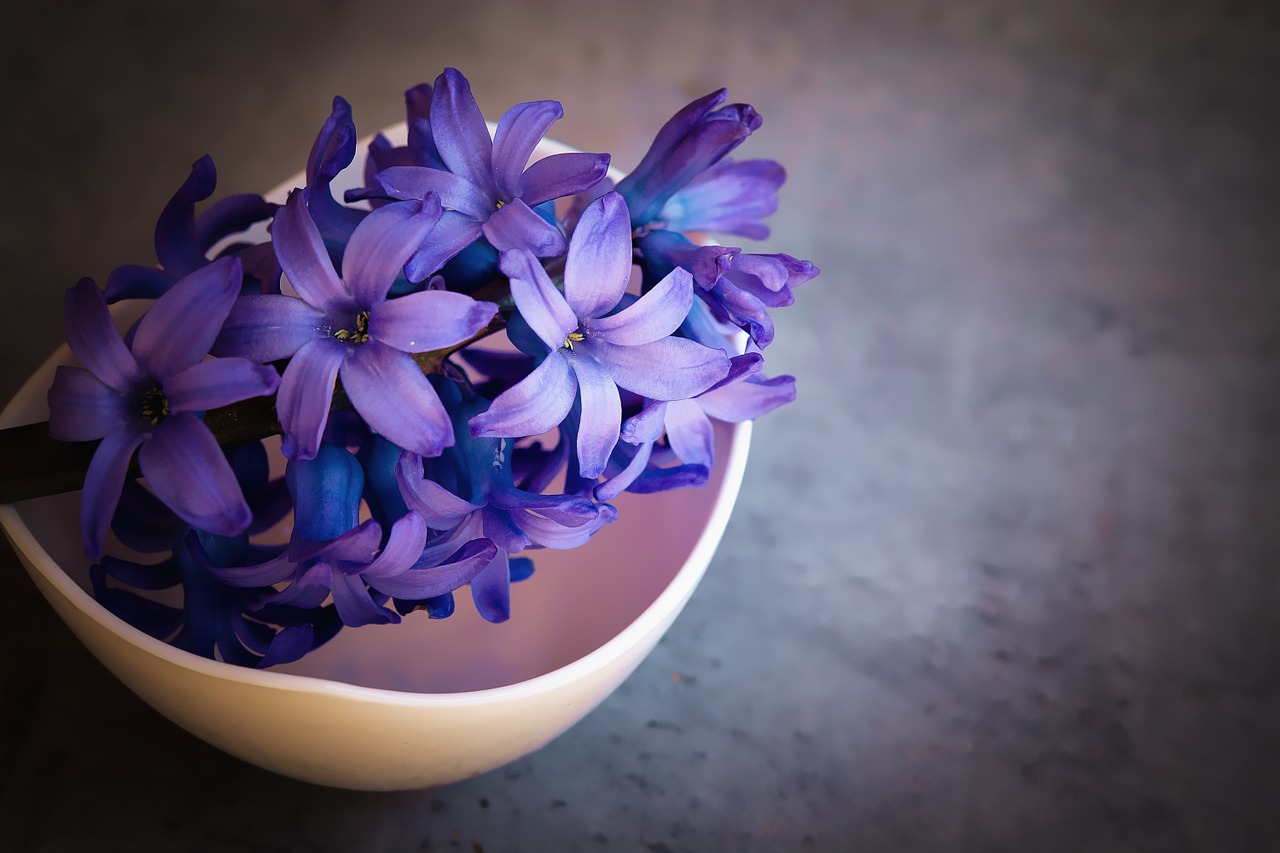 Image - hyacinth flower violet flowers