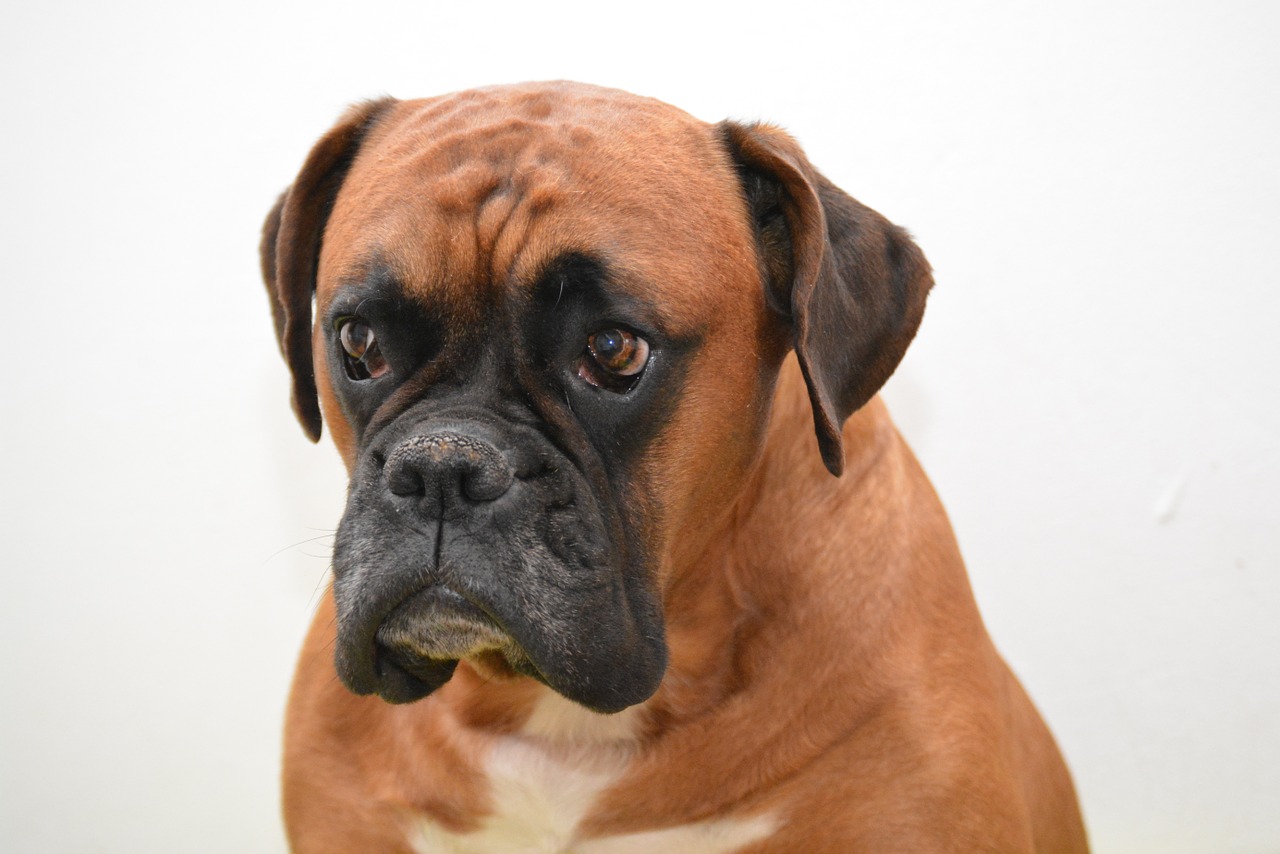 Image - boxer dog animal portrait dog look