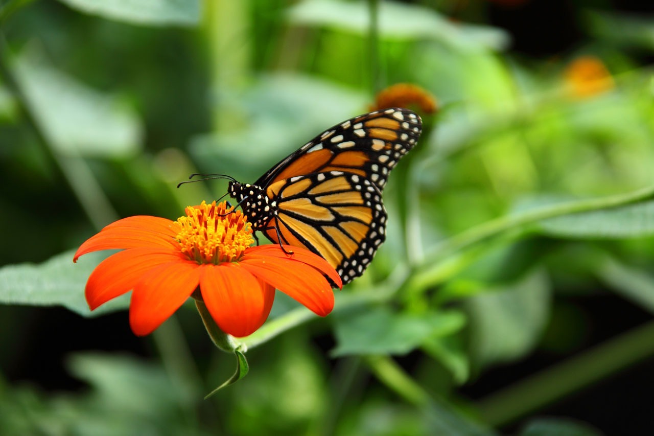 Image - animal beautiful monarch butterfly