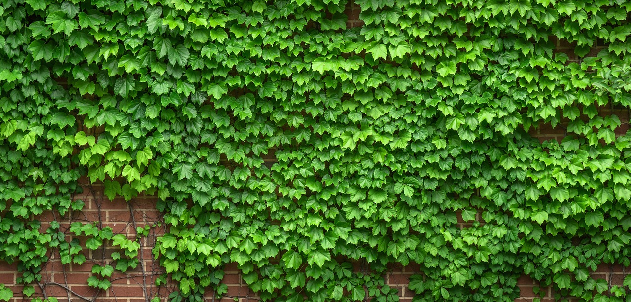 Image - ivy vine the leaves plants