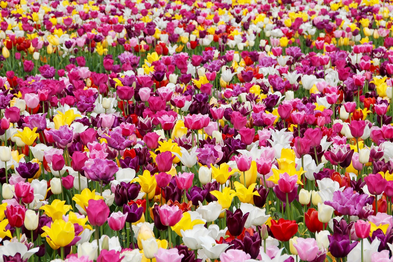 Image - tulips tulip field tulpenbluete