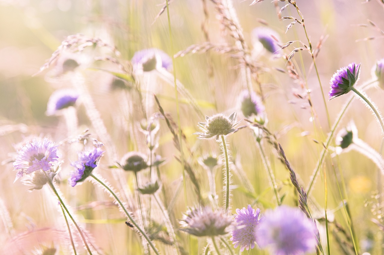 Image - wildflowers field flowers summer