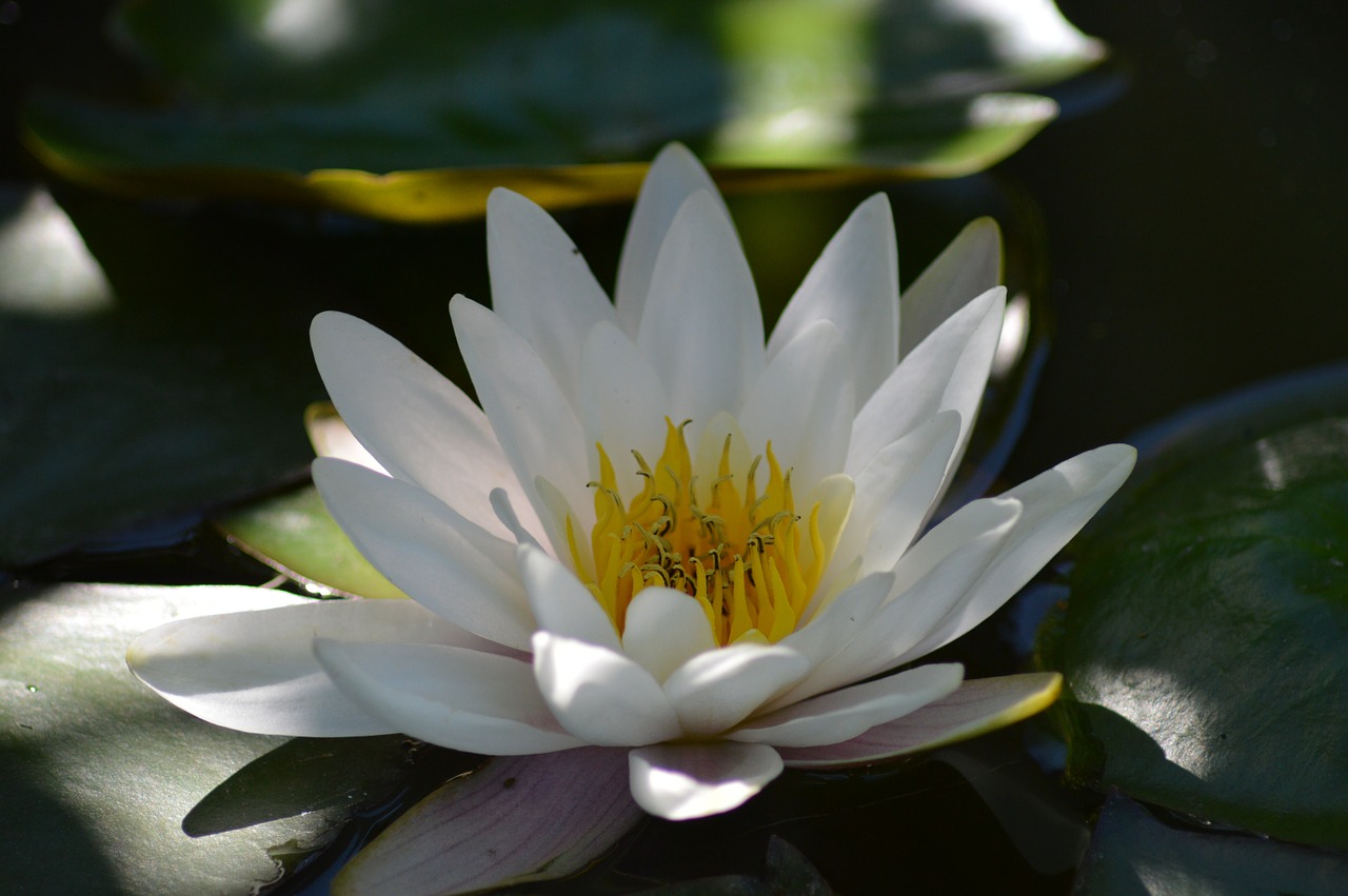 Image - water lily white aquatic plant