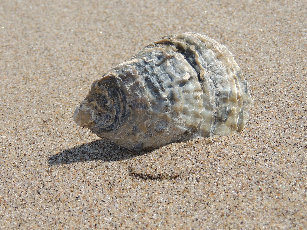 Image - seashell sea shell beach ocean