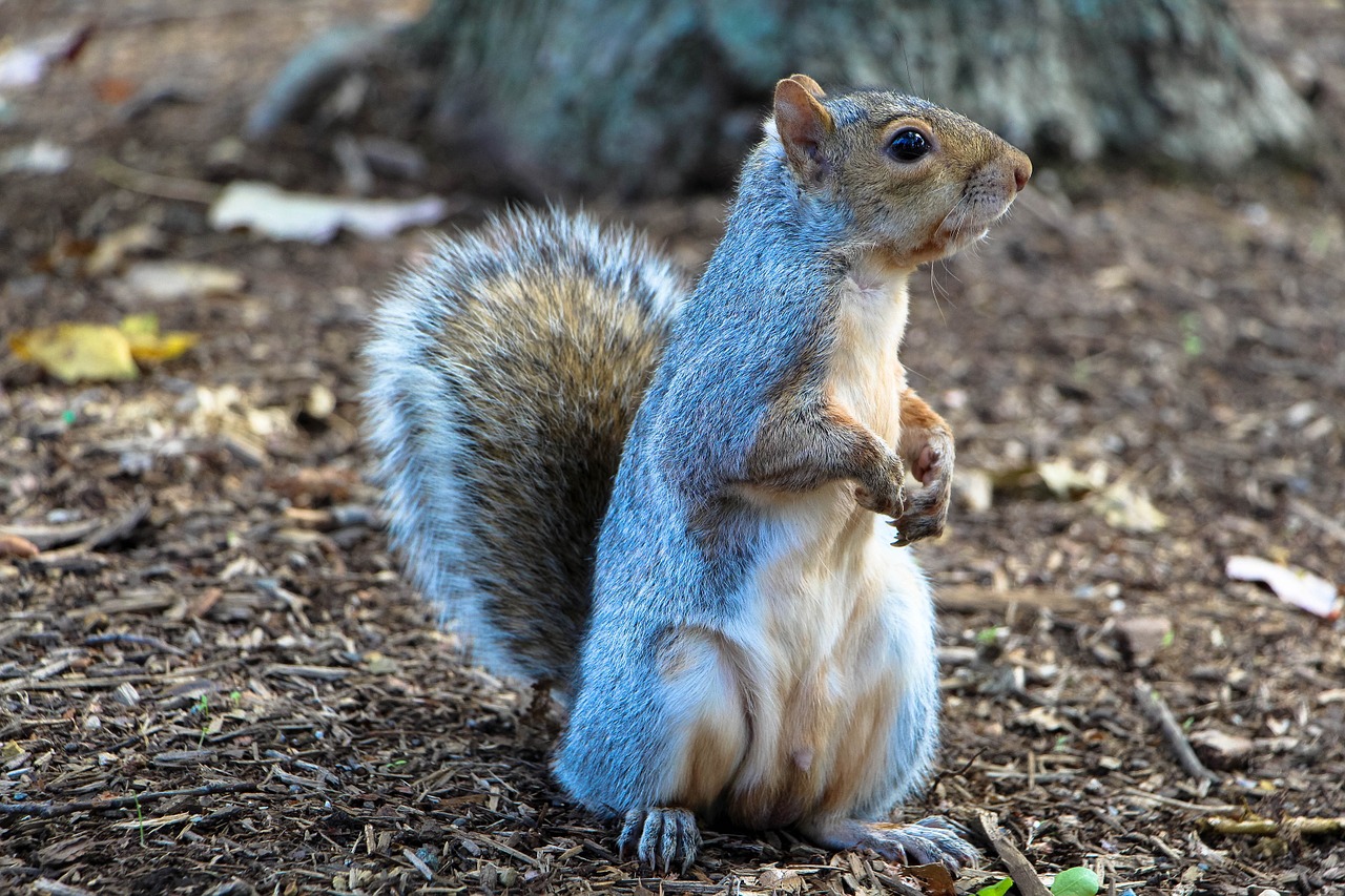 Image - squirrel common squirrel eating