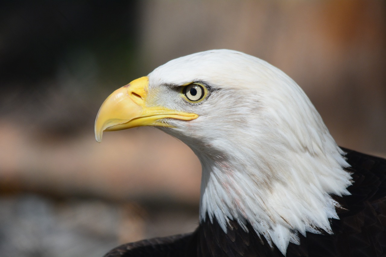 Image - bald eagle eagle raptor eagles fly