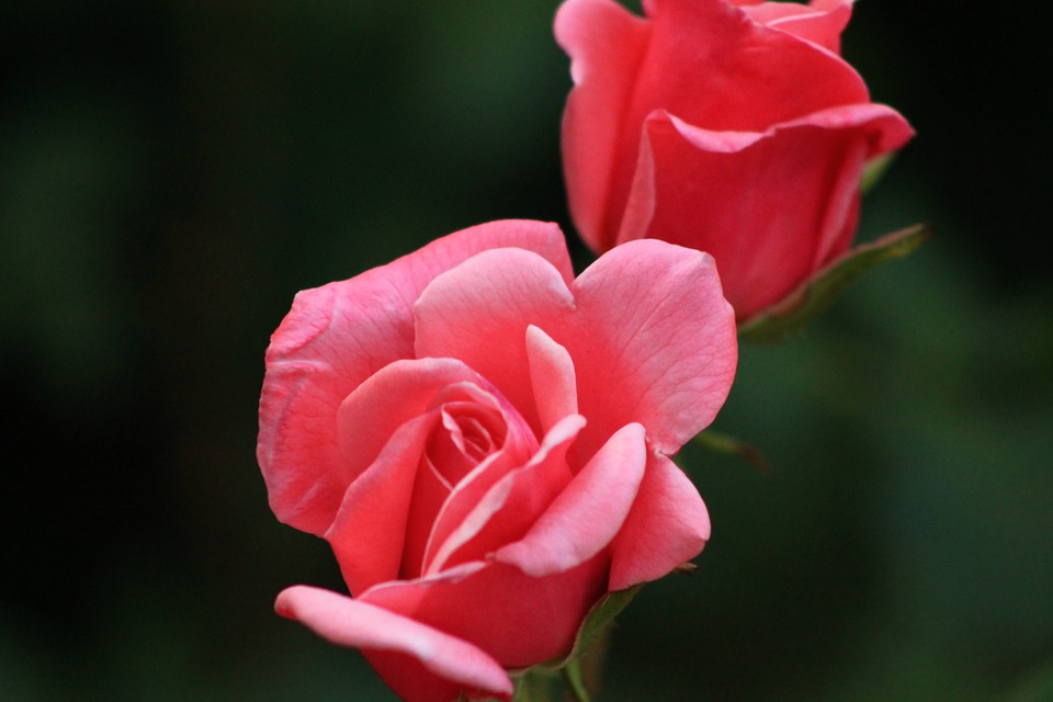 Image - rose red rose nature