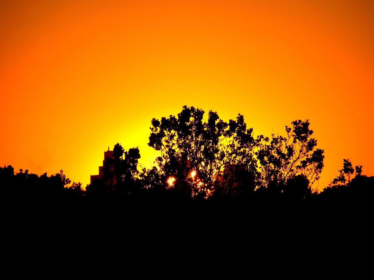 Image - sunset trees silhouette dusk