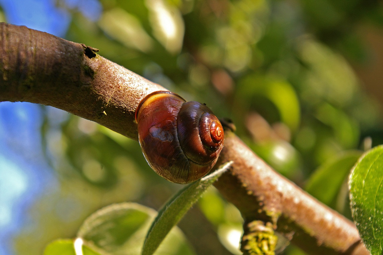 Image - shell nature snail wood close