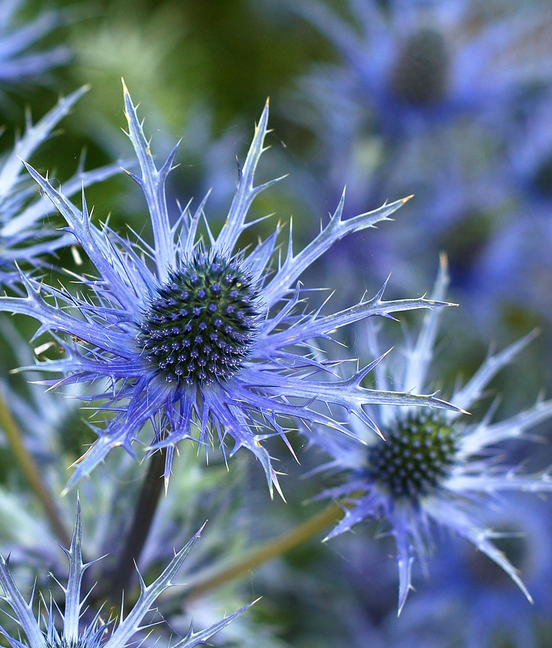 Image - sea holly flower eryngium plant