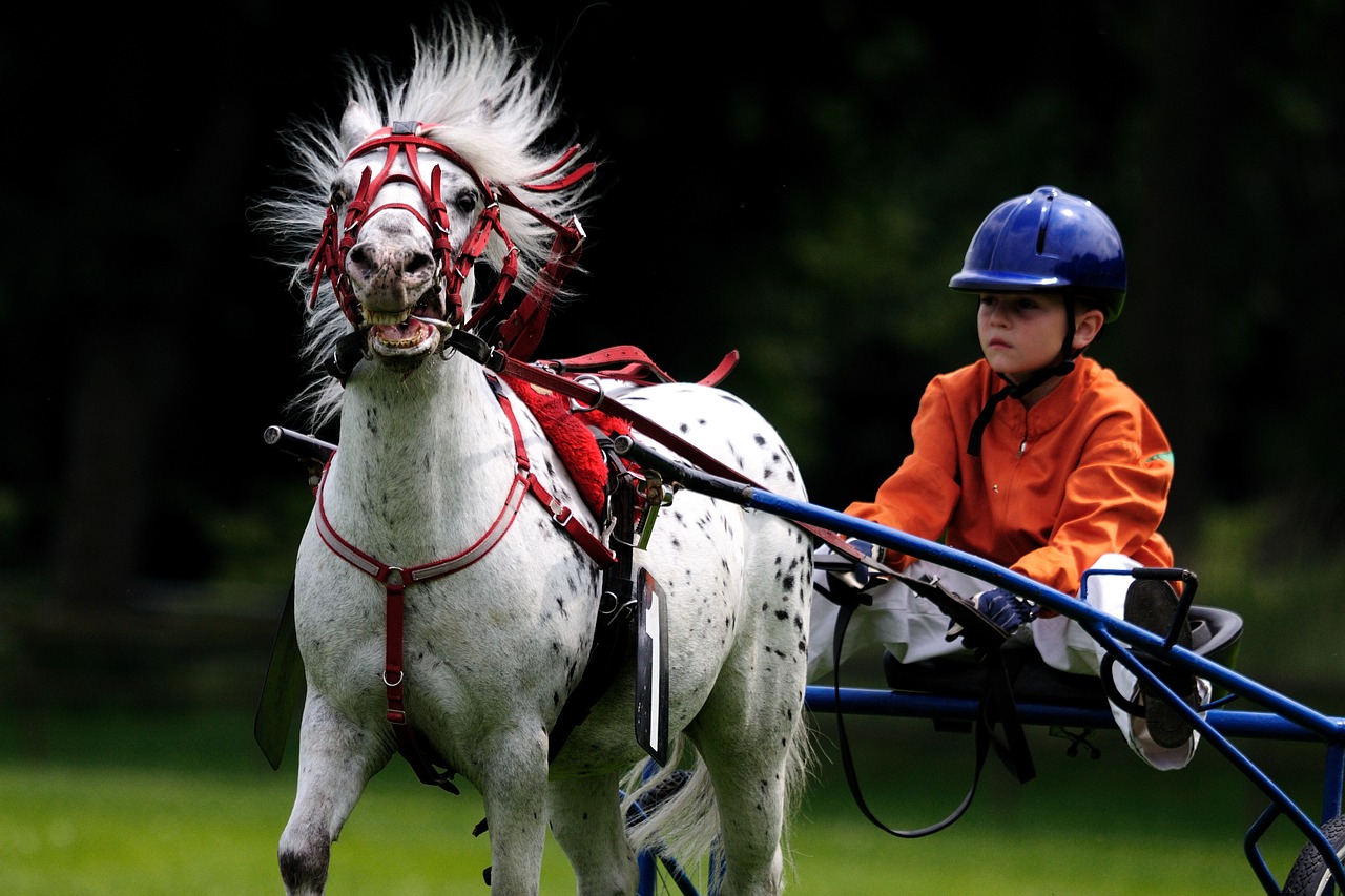 Image - horse horse racing reiter helm