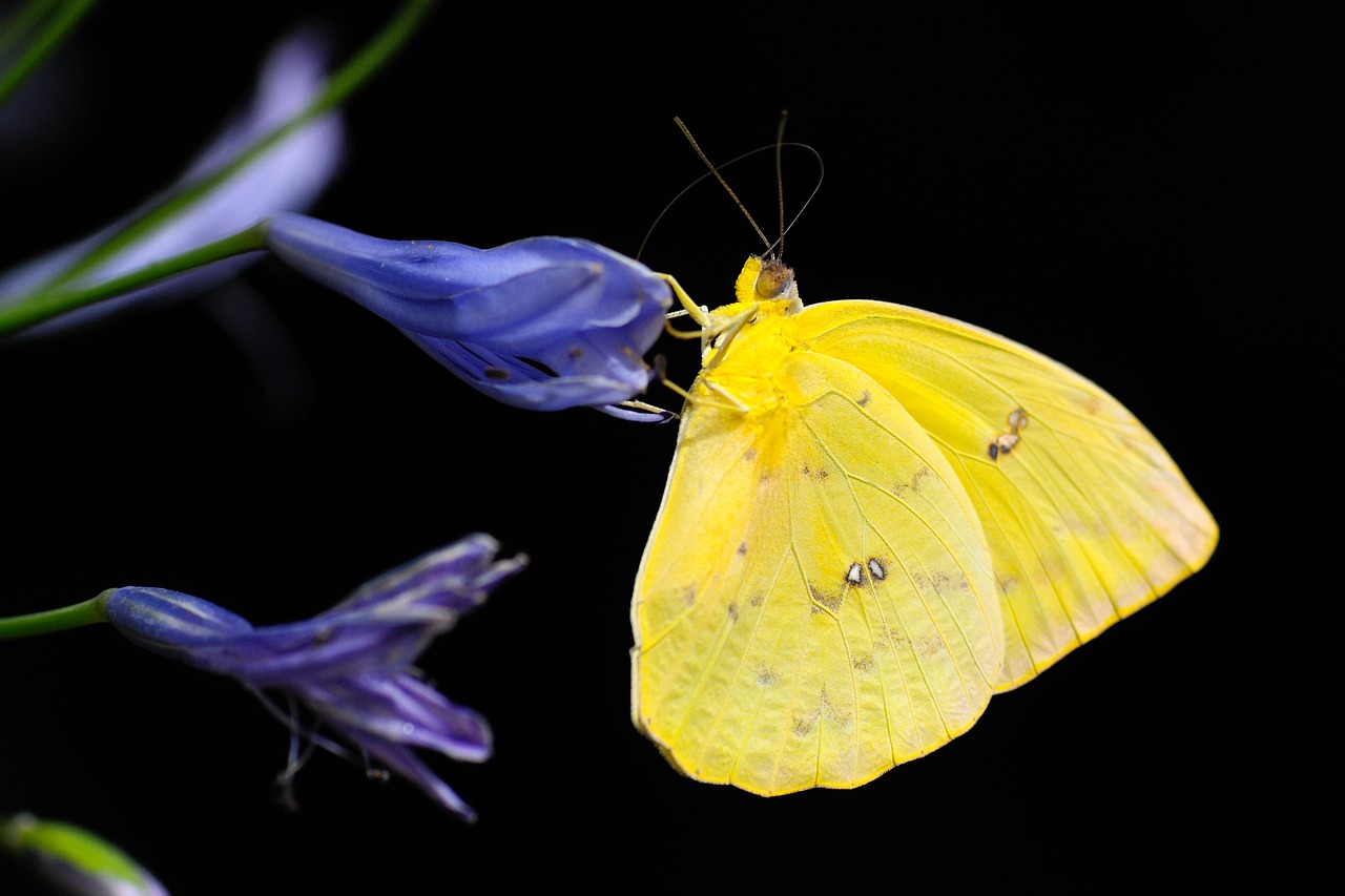 Image - butterfly insect colorful animal