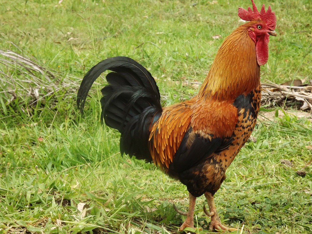 Image - cock chicken bird nature animal