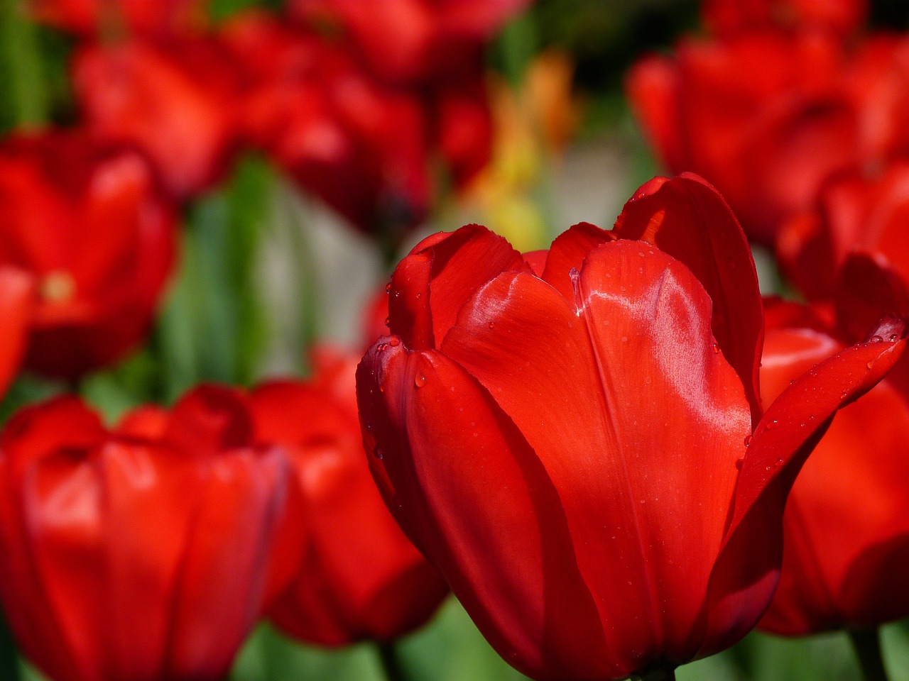 Image - tulips flower nature spring red