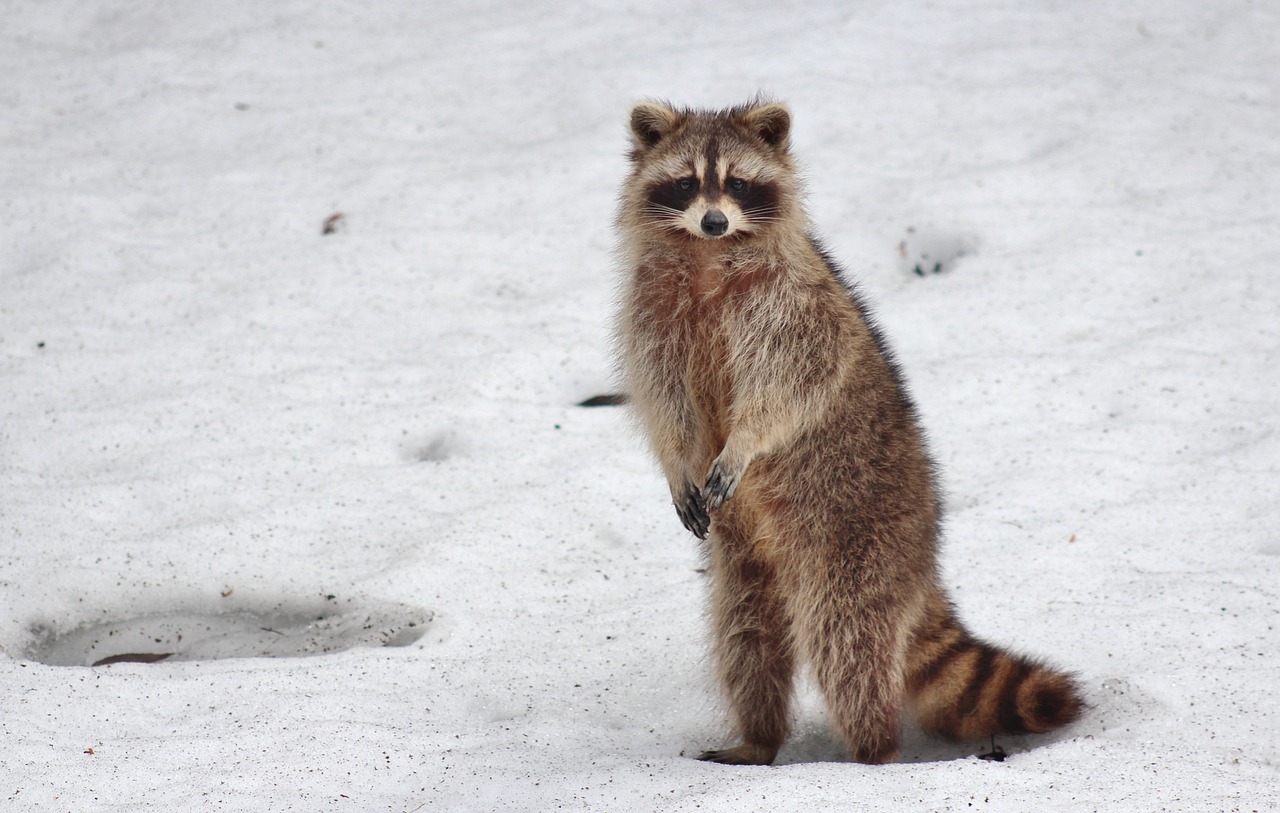 Image - racoon animal snow raccoon mammal