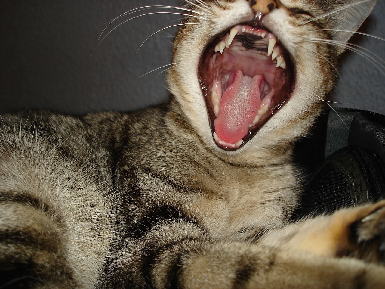 Image - cat yawning tired pet feline