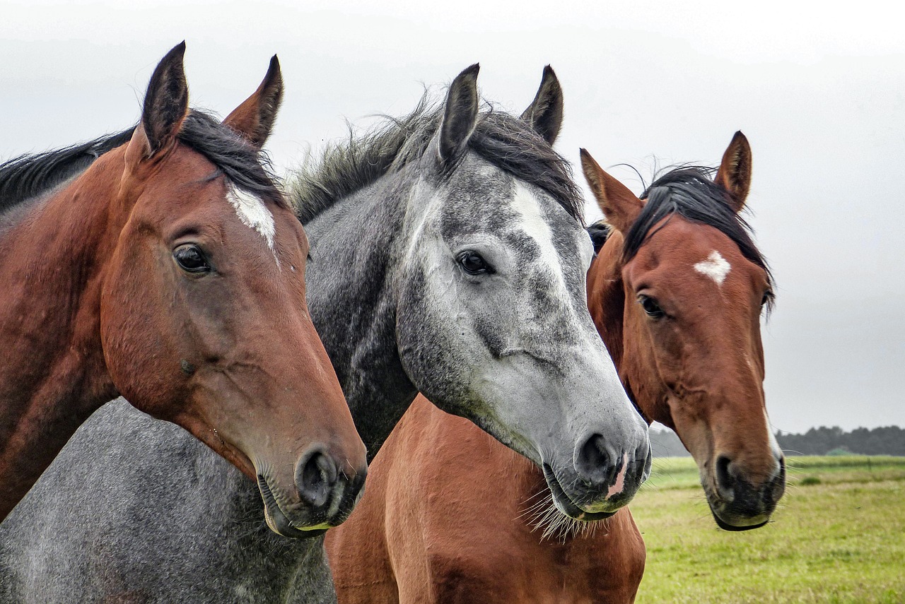 Image - horses horse head animals