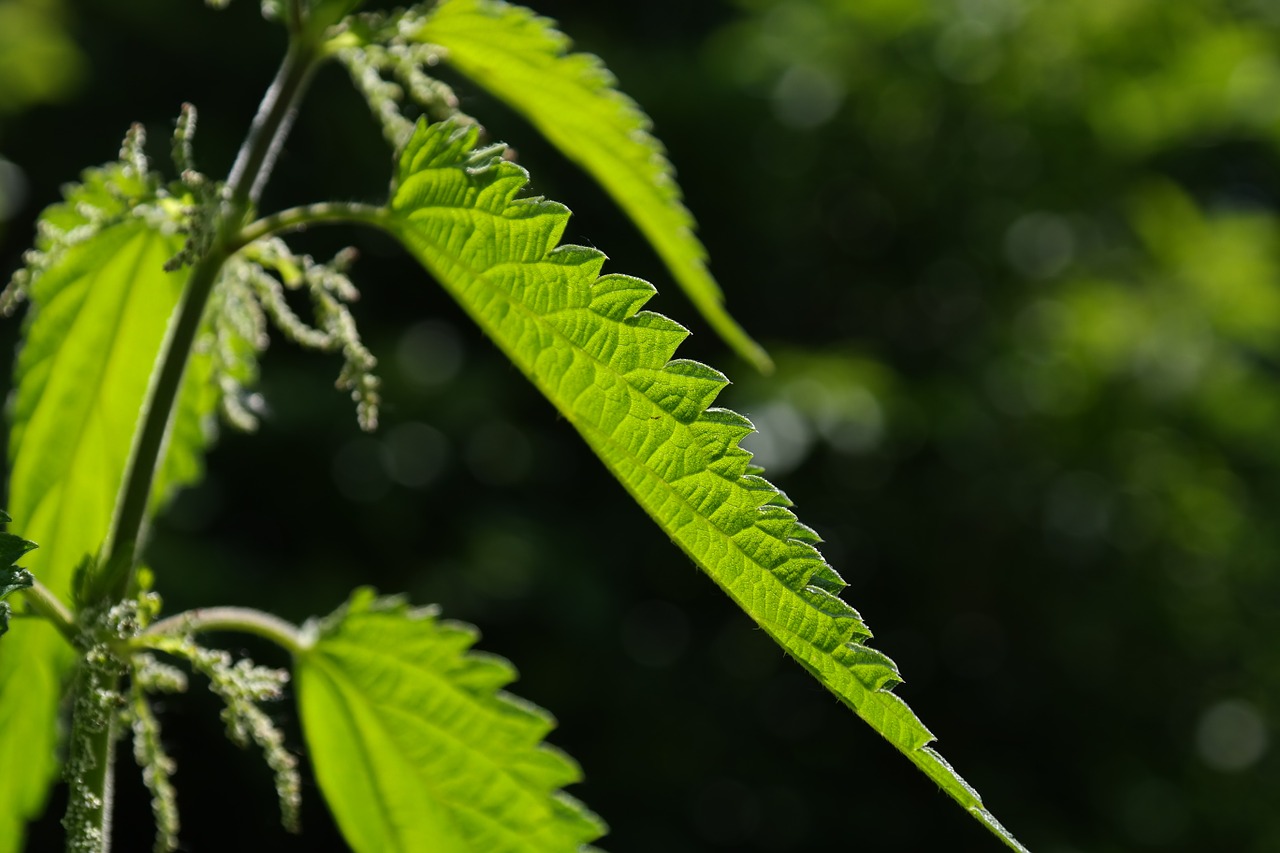 Image - stinging nettle leaves burning hair