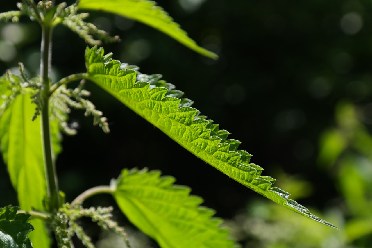 Image - stinging nettle leaves burning hair