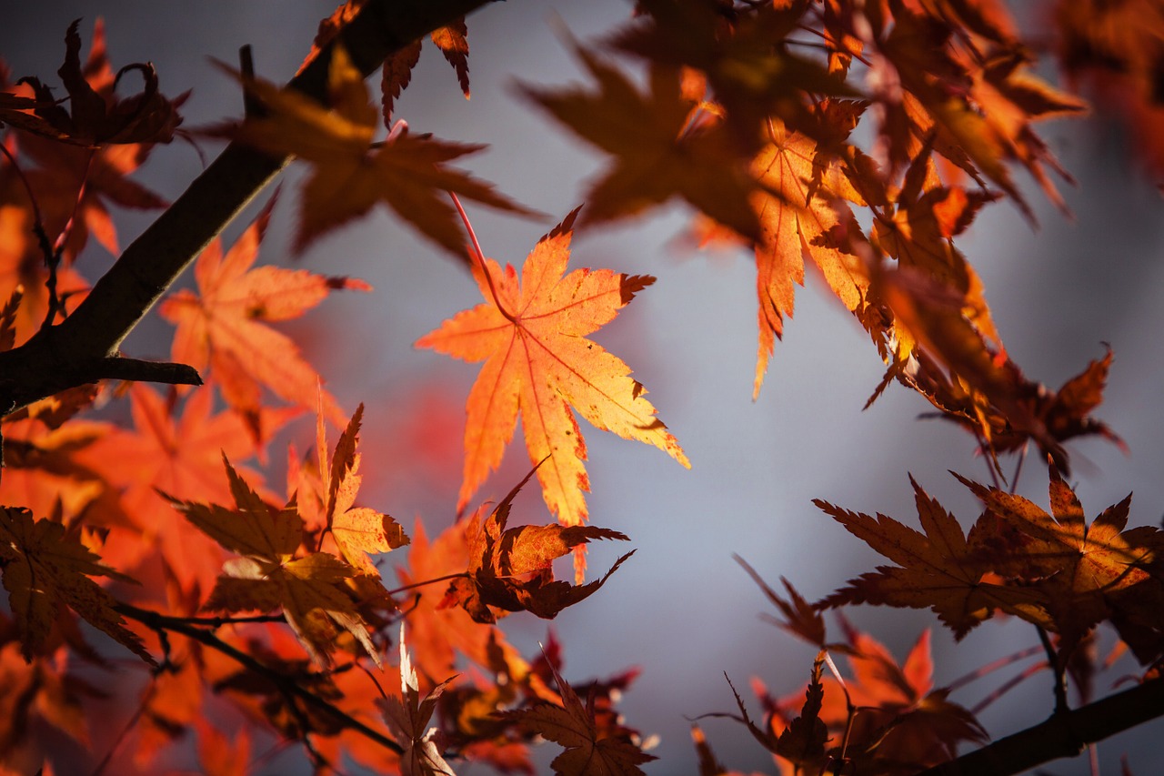 Image - autumn leave japan nature maple