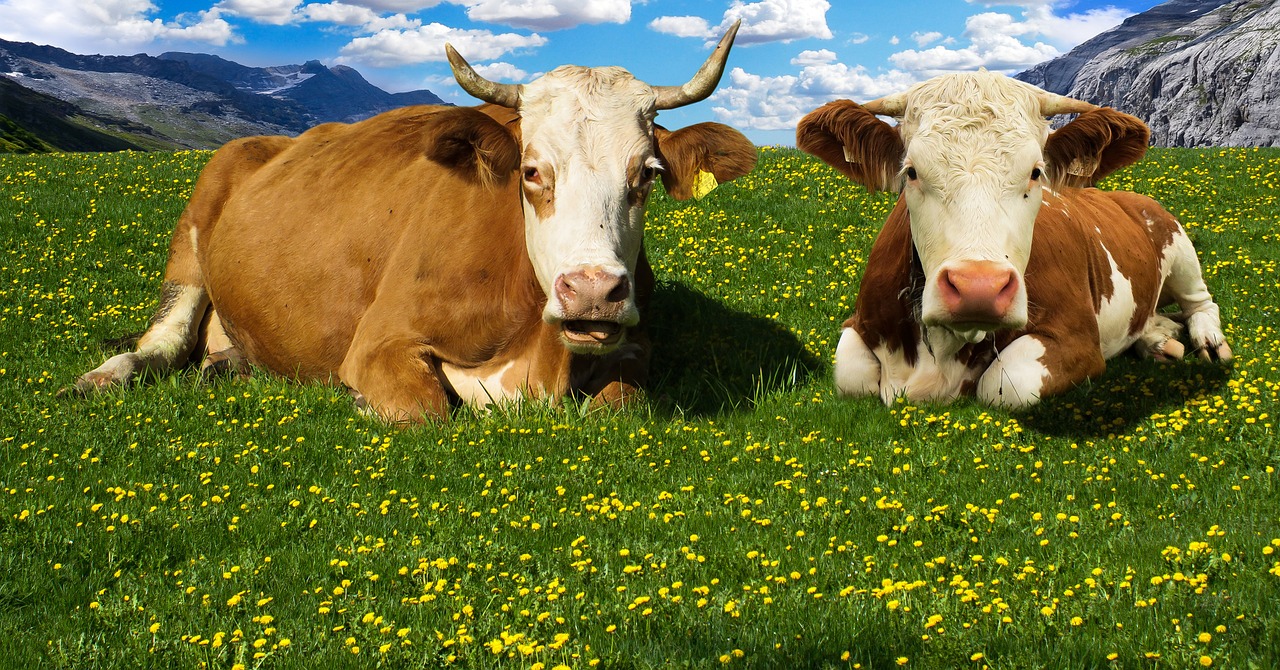 Image - cow alm mountains mountain meadow