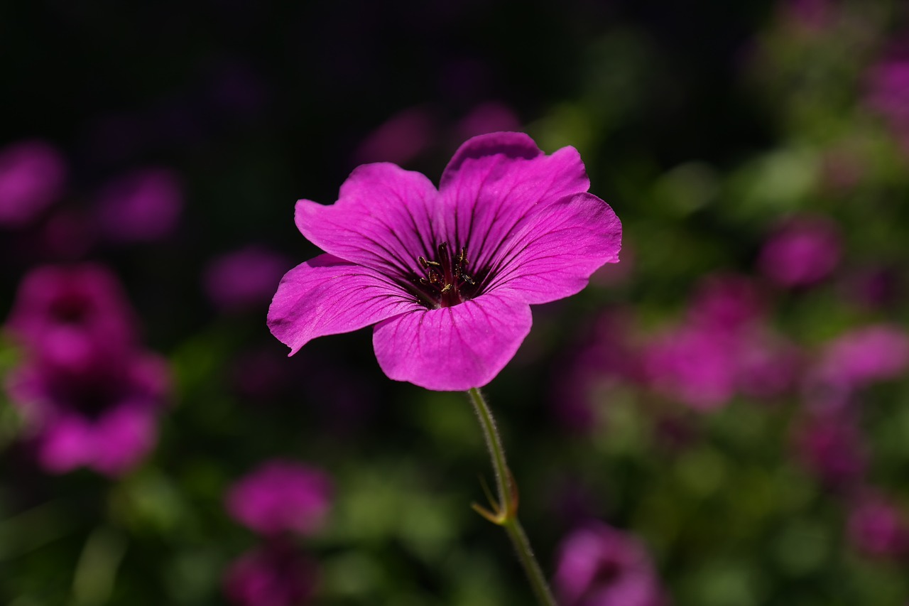 Image - cranesbill blossom bloom pink