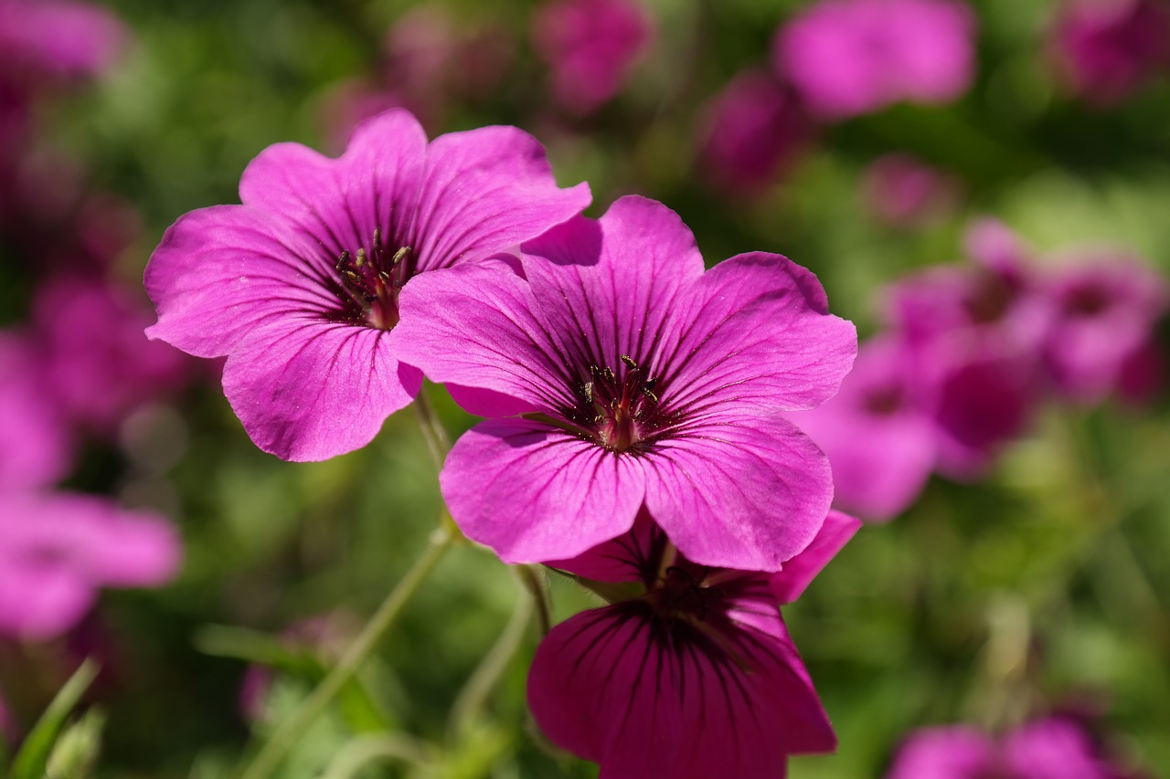 Image - cranesbill blossom bloom pink