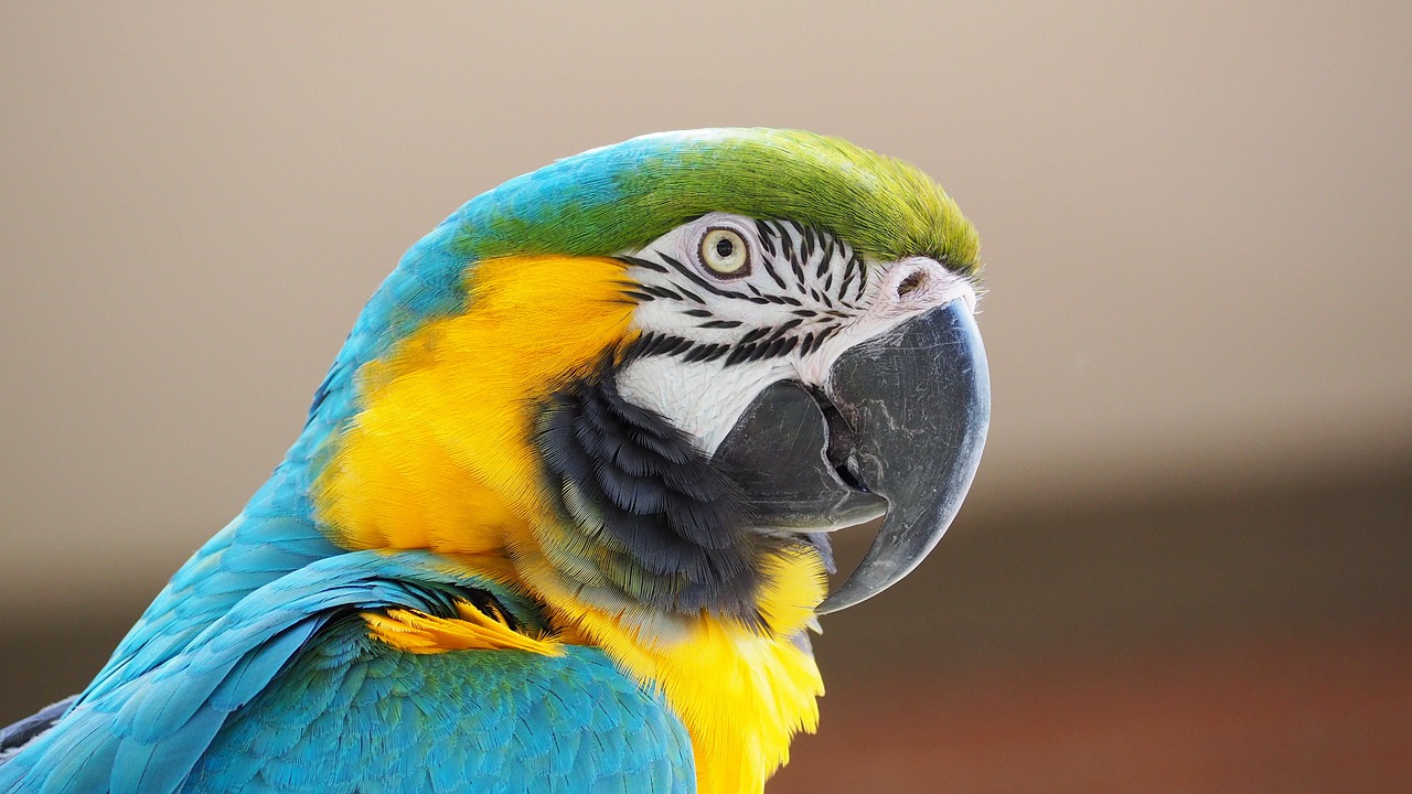 Image - macaw blue yellow bird beak