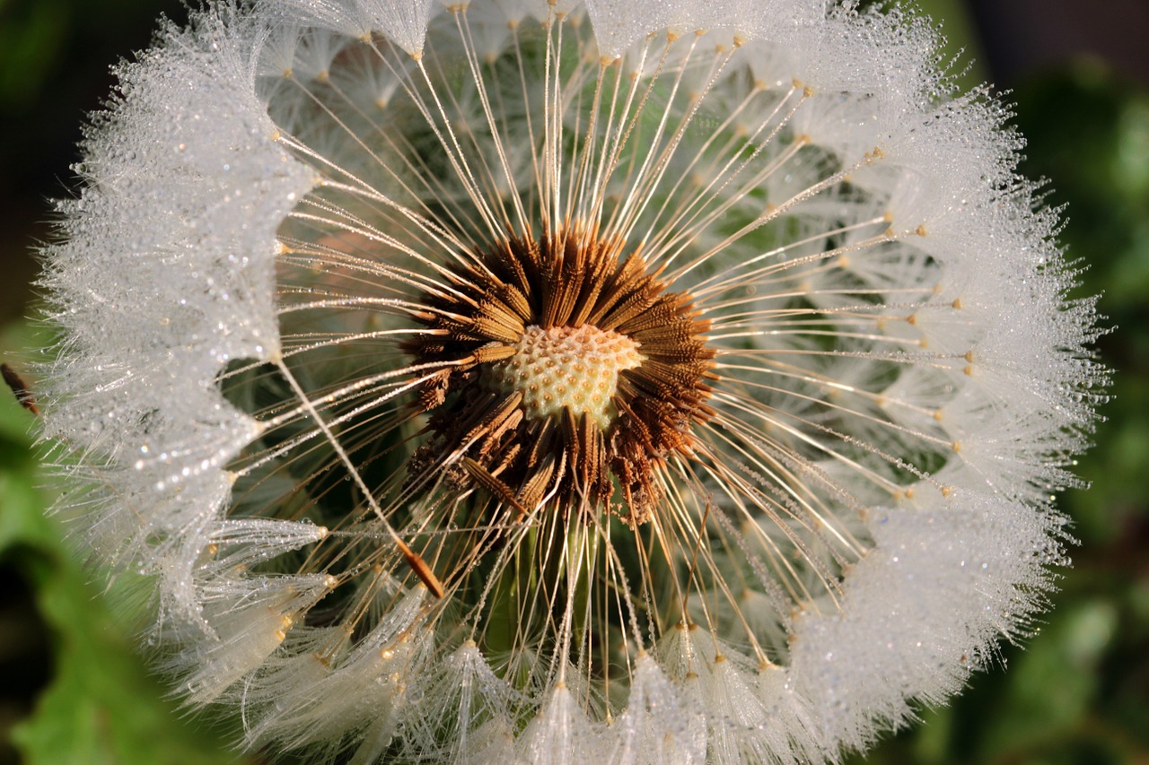 Image - dandelion flying seeds seeds flower