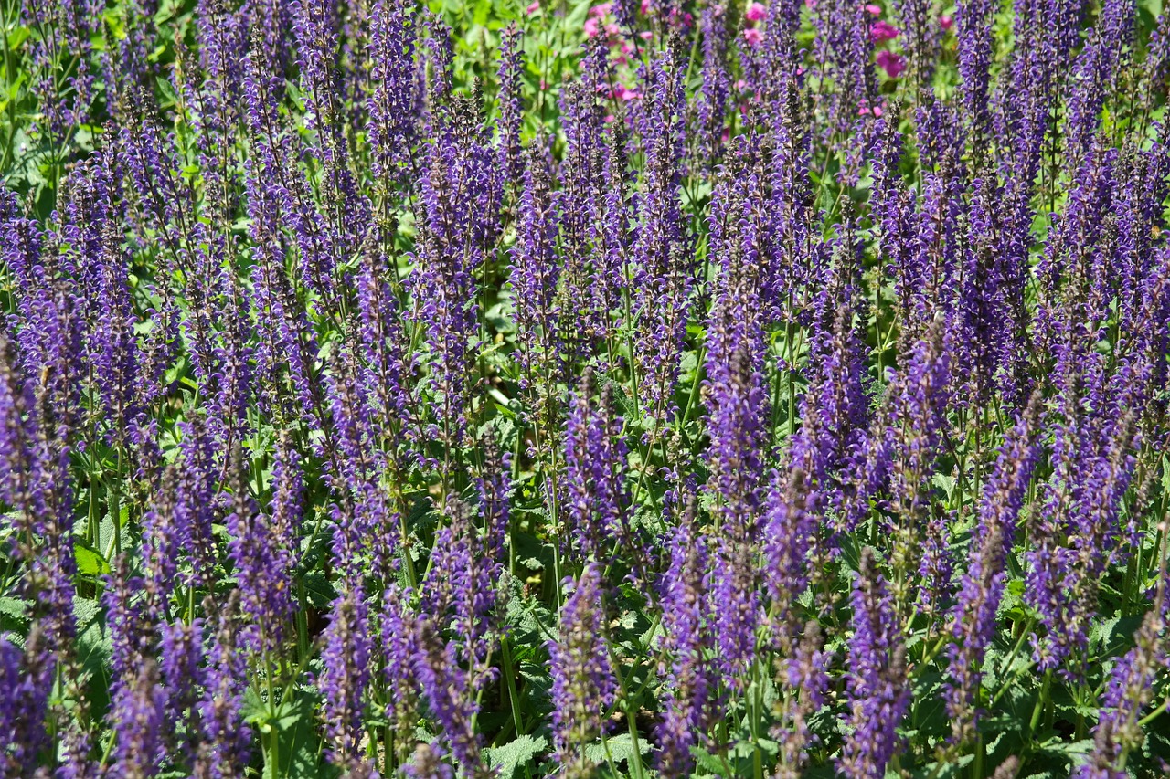 Image - wild sage blossom bloom violet