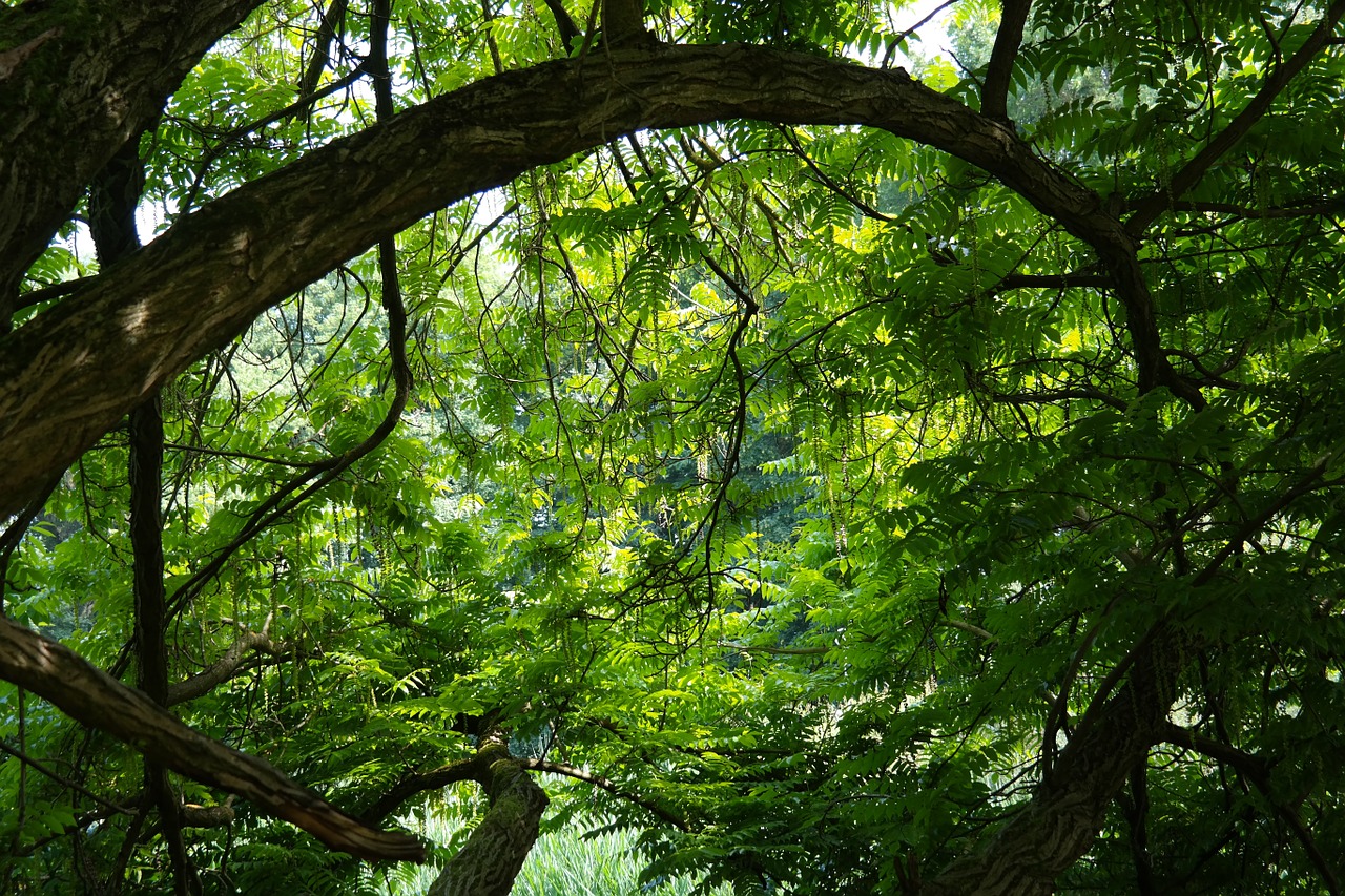 Image - tree jungle green branches branch