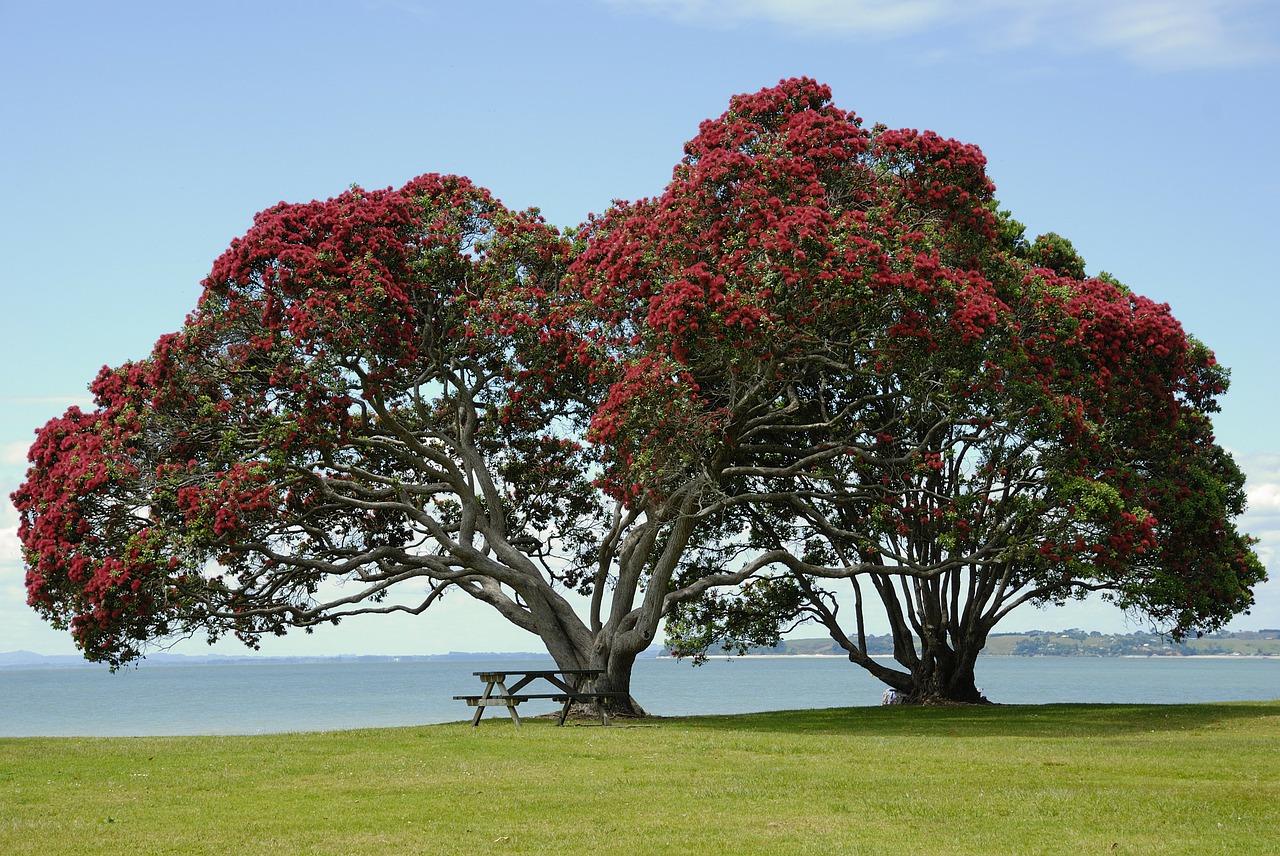 Image - tree blossom bloom red flowers red