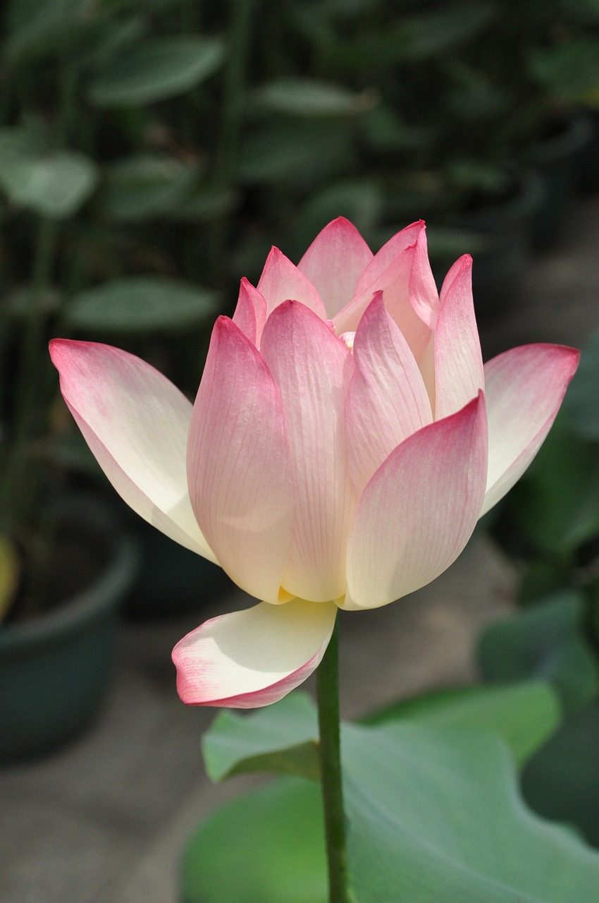 Image - lotus pink lotus flower plant