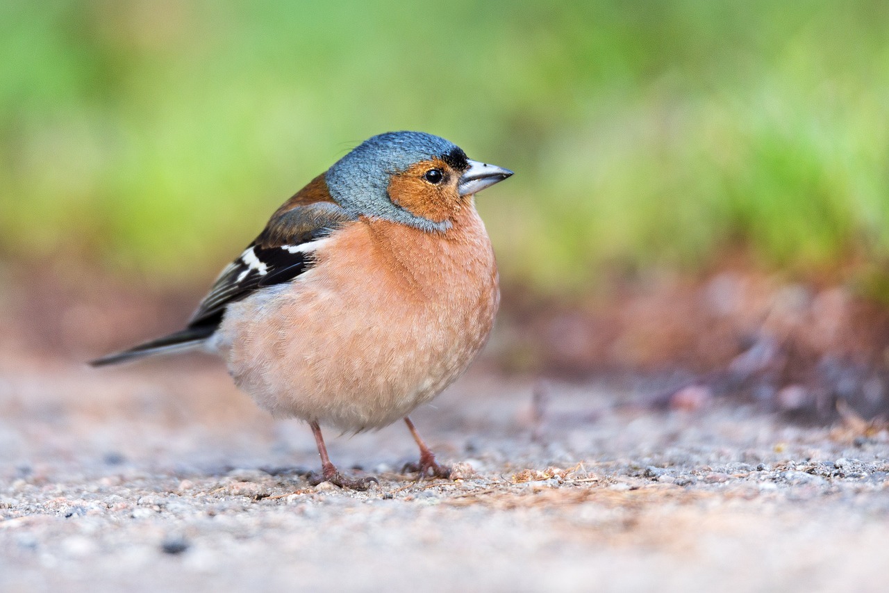 Image - chaffinch finch bird cute nature