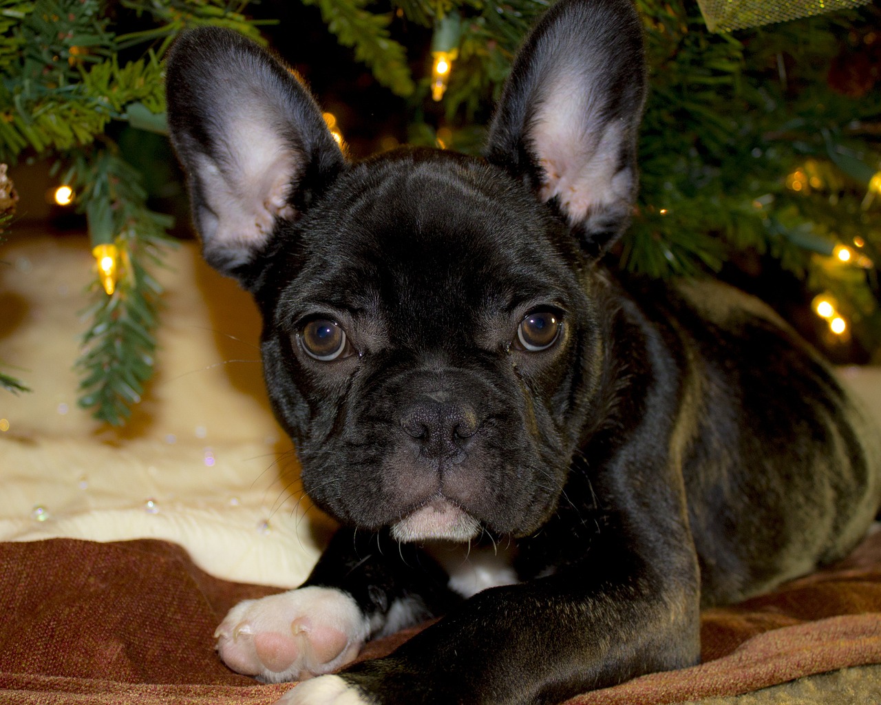 Image - french bulldog puppy christmas