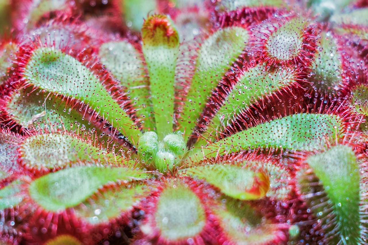 Image - plant drosera spatulata flower