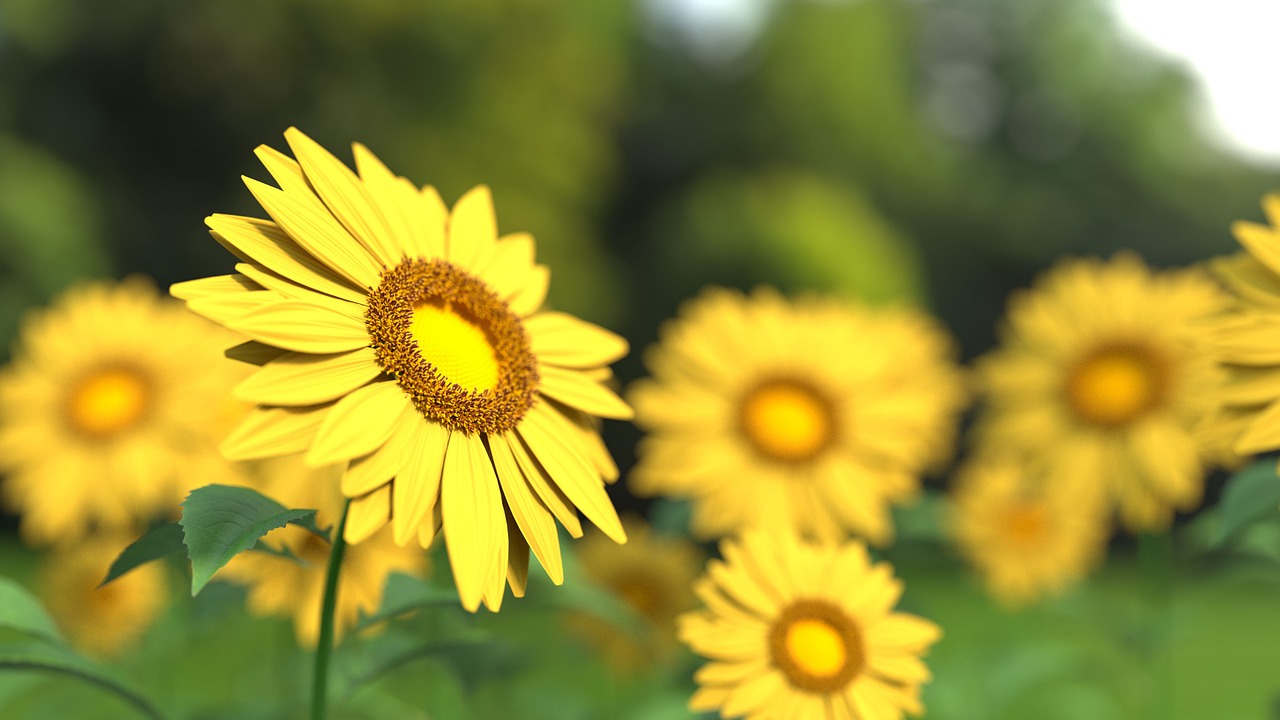 Image - sunflower flower nature yellow