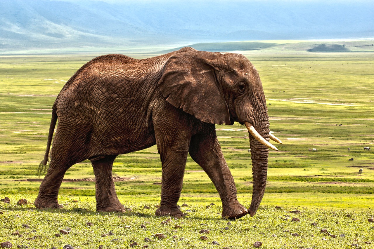 Image - elephant safari animal defence