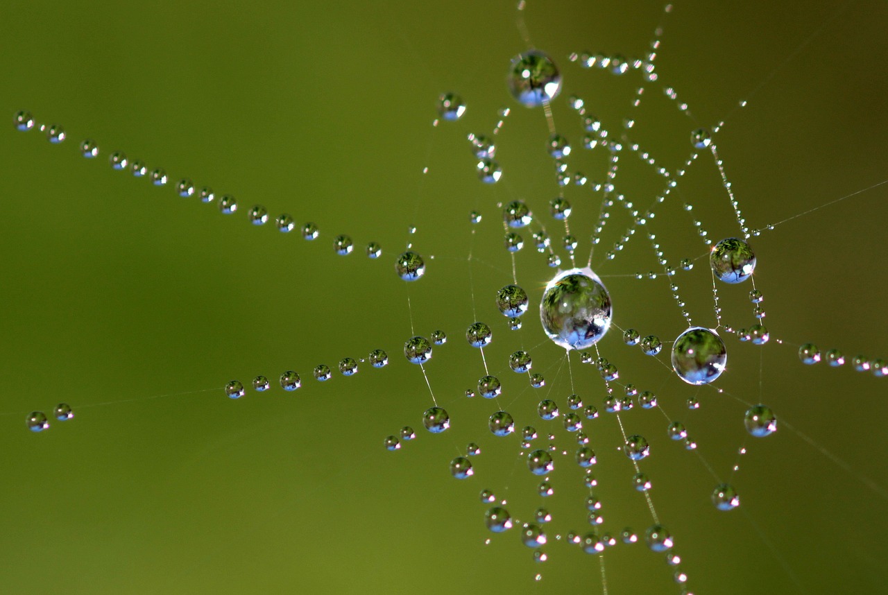 Image - beaded cobweb network dew drip