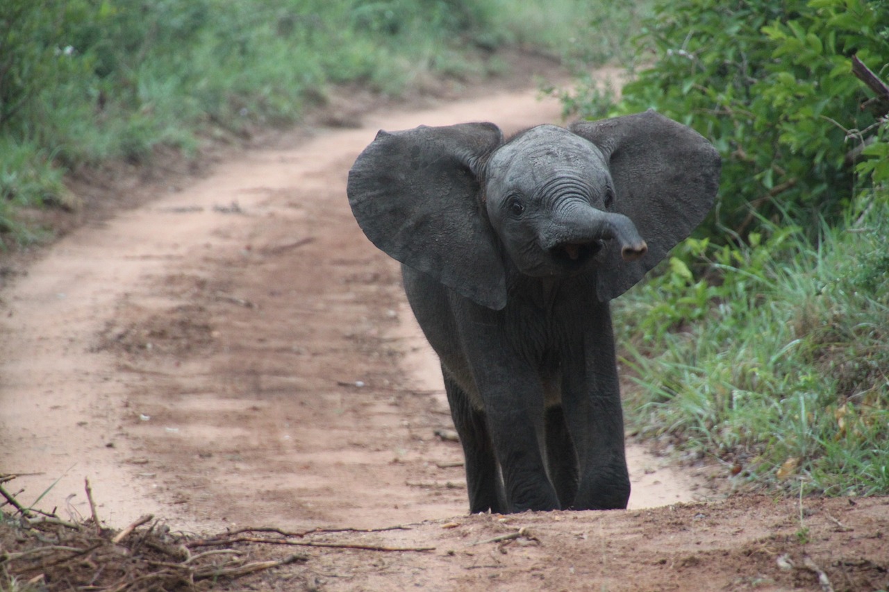 Image - south africa animals nature