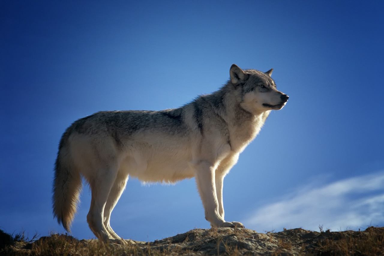 Image - wolf predator wildlife montana
