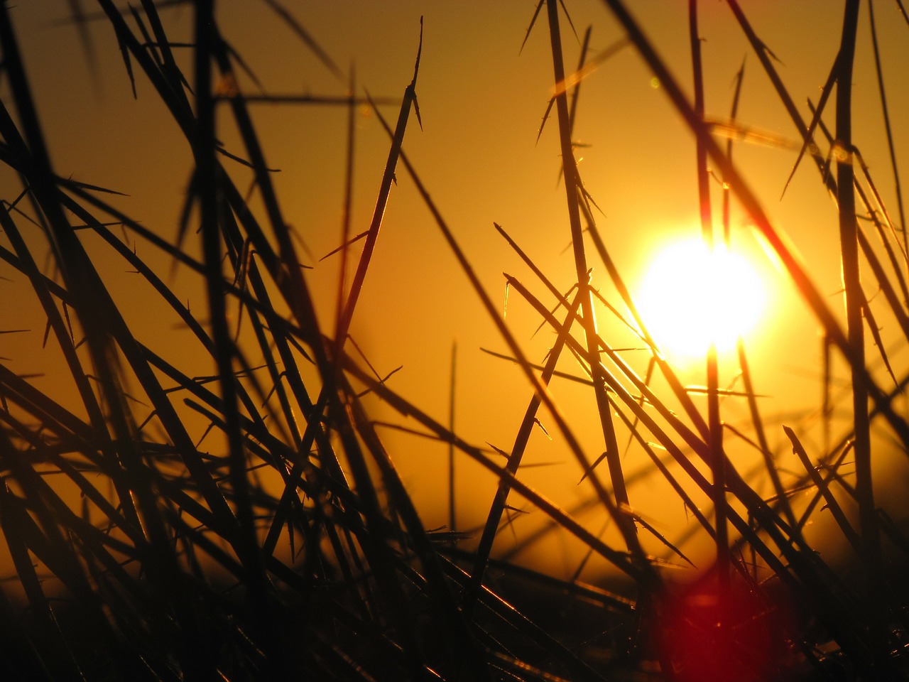 Image - sunset sunshine silhouette grasses